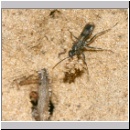 Dipogon subintermedius - Wegwespe 05c 7mm Sandgrube - beim Einbringen von Nestmaterial - Sand-Lehmklumpen.jpg